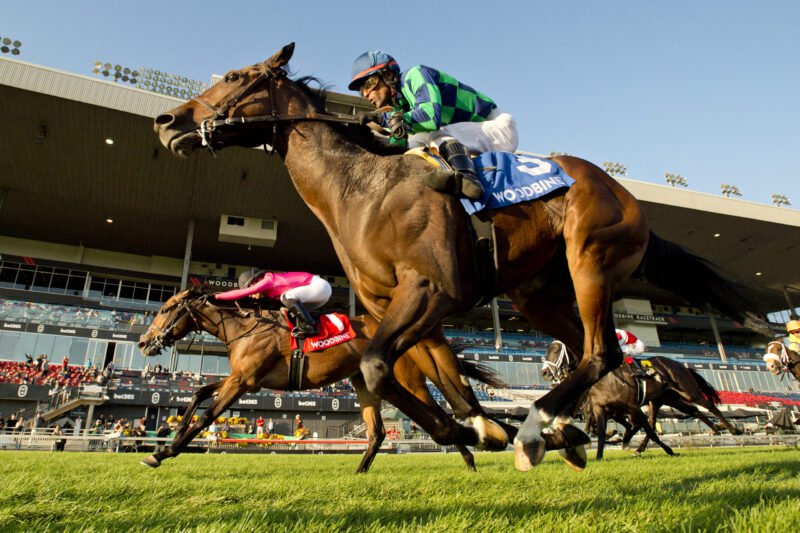 Scorching and jockey Patrick Husbands winning the Cup and Saucer Stakes on October 6, 2024 at Woodbine (Michael Burns Photo)